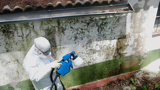 Trusted Mold Inspection service in Bellaire, TX - Cheap Mold Removal